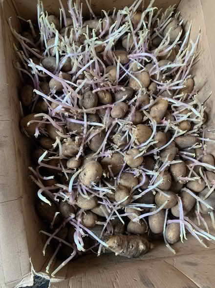 Photo of free Seed potatoes (AB24) #1