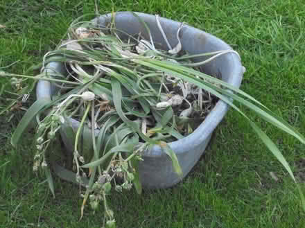 Photo of free bluebell bulbs (Kidlington OX5) #1