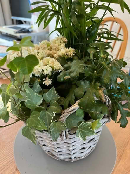 Photo of free FLOWER BASKETS INDOOR - Morden SM$ (Lower Morden SM4) #1