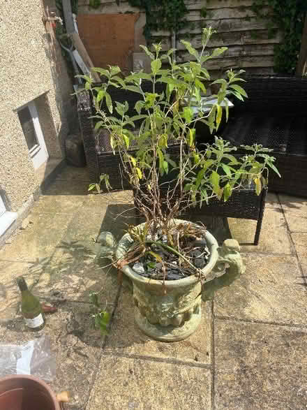 Photo of free Butterfly bush in large pot (New Marston OX3) #1