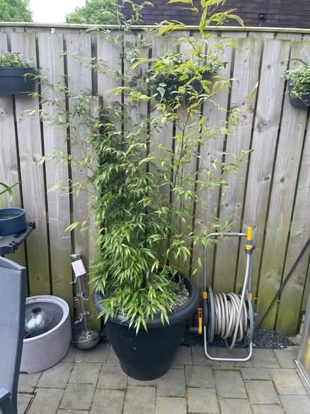 Photo of free Potted Black Bamboo (Cramlington. NE23) #1