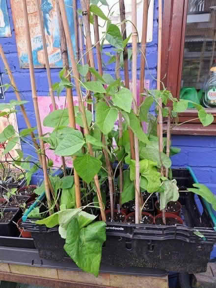 Photo of free Runner bean plants (Stafford (Stafford (ST16)) #1