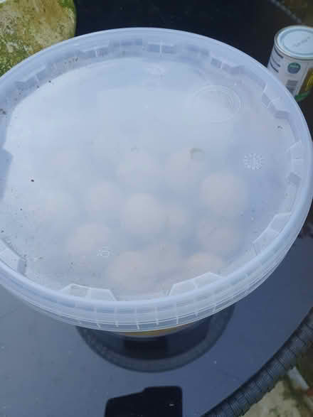 Photo of free outdated bird food - peckish balls (Dublin sth, Shankill) #2