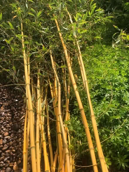 Photo of free Bamboo (Yearly harvest of canes) (Southwick) #1