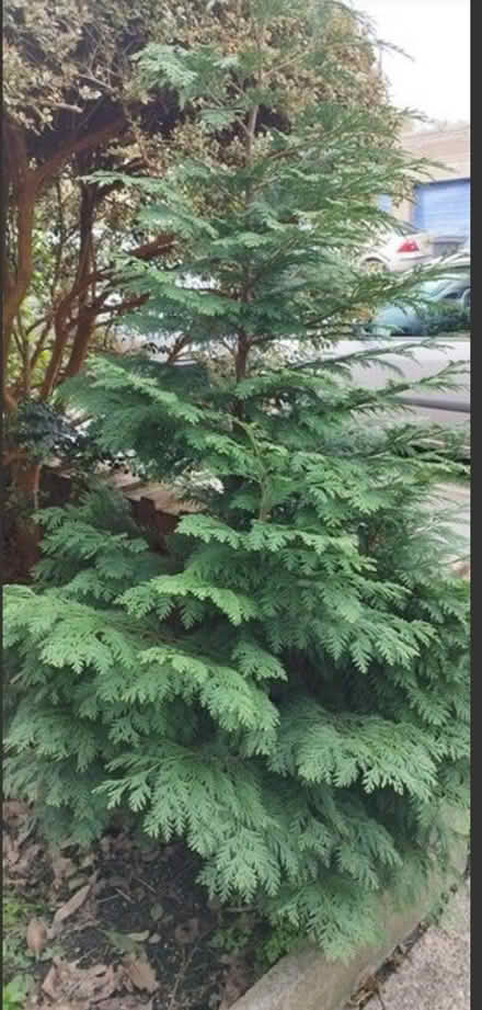 Photo of free Conifer tree (Ecclesall) #1