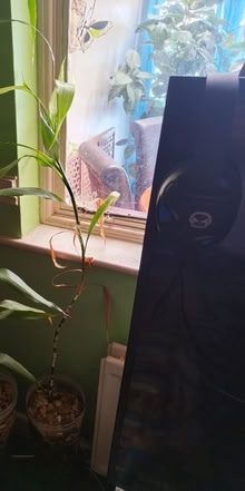 Photo of free Bamboo, Various Sizes with pot and gravel (Locks Heath SO31) #3