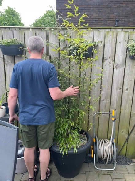 Photo of free Potted Black Bamboo (Cramlington. NE23) #2