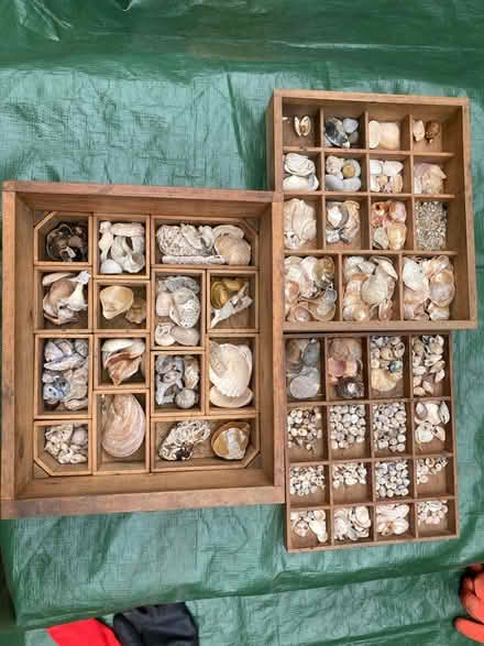 Photo of free Sea Shell Collection (Ringwood BH24) #1