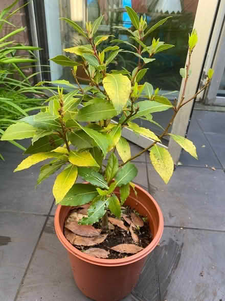 Photo of free Bay tree needing a bit of love (SE23) #1