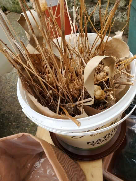 Photo of free Garden items (Coton Hill SY1) #1