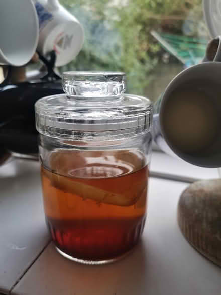 Photo of free Kombucha Tea Scoby (Seven Dials BN3) #1