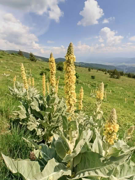 Photo of Mullein Plants (Warwoman Road, Clayton, Ga) #1