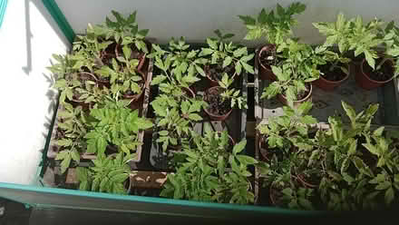 Photo of free Tomato Plants 6inch Approx (ME10) #1