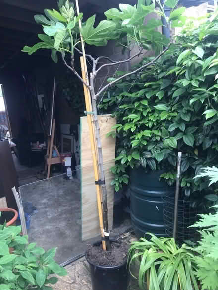 Photo of free Brown Turkey fig tree (SG1 Stevenage) #1