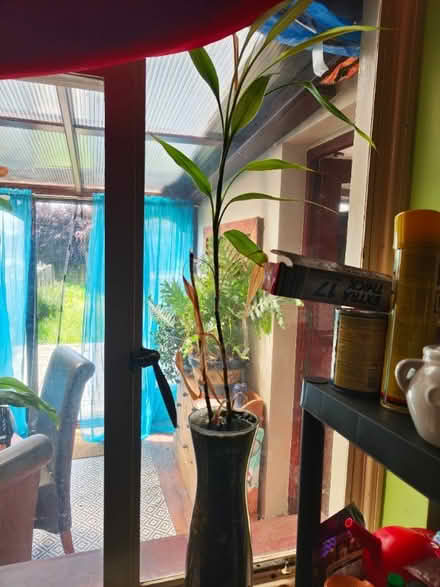 Photo of free Bamboo, Various Sizes with pot and gravel (Locks Heath SO31) #2