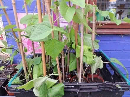 Photo of free Runner bean plants (Stafford (Stafford (ST16)) #2