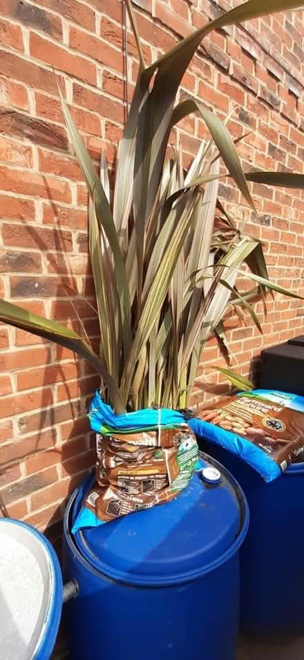 Photo of free Formium Plants (Sunnyside S66) #1