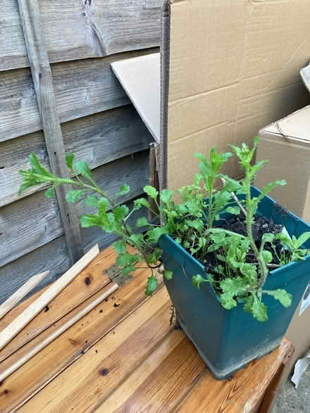 Photo of free Ox Eye Daisies in pot (Wooburn Green, HP10) #2