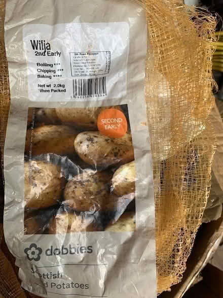 Photo of free Seed potatoes (AB24) #2