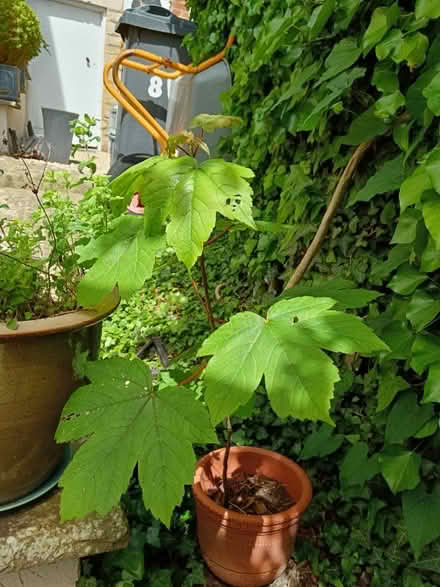 Photo of free Sycamore Sapling (Ebley GL5) #1