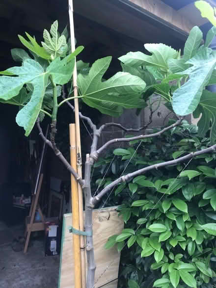 Photo of free Brown Turkey fig tree (SG1 Stevenage) #2