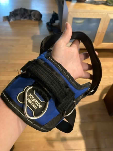 Photo of free Dog harness (Roxborough/ Wissahickon) #1