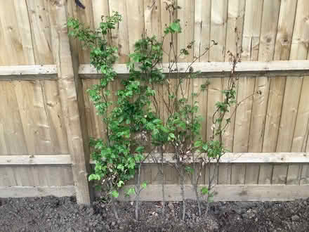 Photo of free Beech Hedging Plants (Milton-under-Wychwood OX7) #1