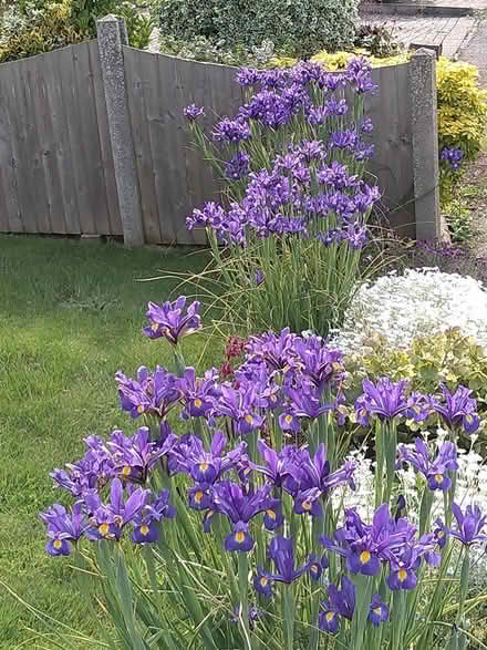 Photo of free irises (Thanington, Canterbury CT1) #2