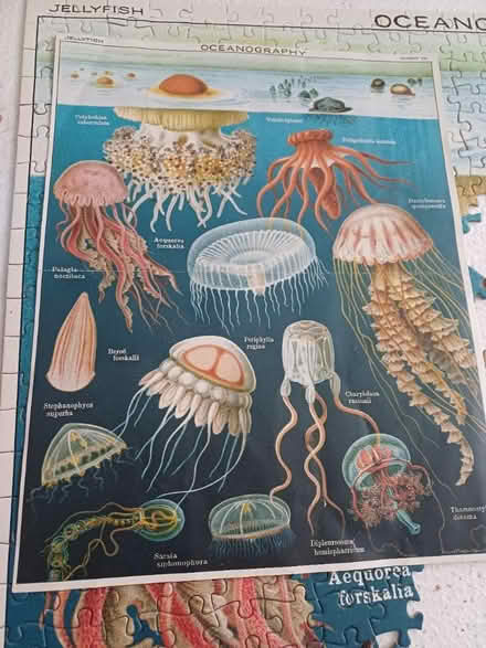 Photo of free 1,000 piece jigsaw (W12) #3