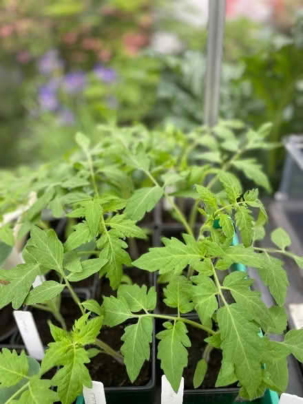 Photo of free Tomato and pepper plants (Shepshed LE12) #1