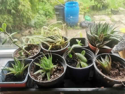 Photo of free More Rooted House Plant Cuttings (Saltaire BD18) #1