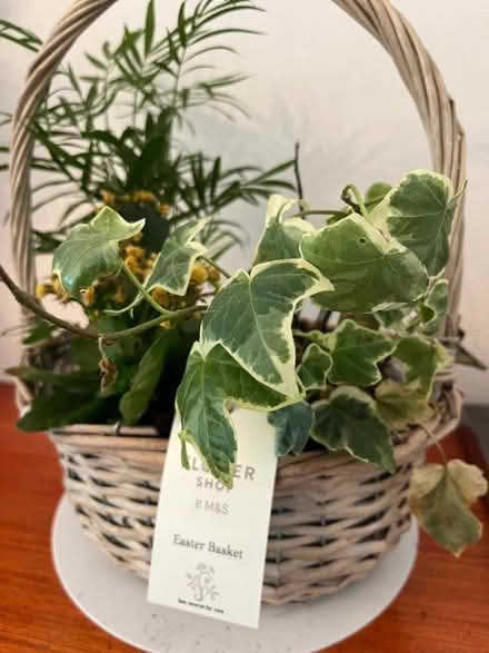 Photo of free FLOWER BASKETS INDOOR - Morden SM$ (Lower Morden SM4) #2