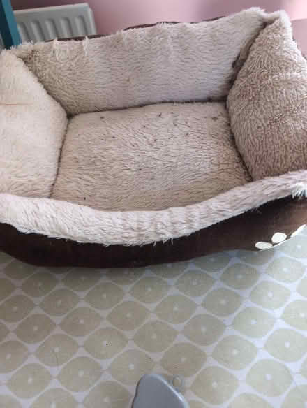 Photo of free 2 cats' beds with extras (Dublin) #1