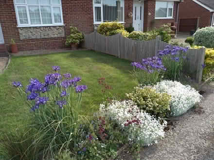 Photo of free irises (Thanington, Canterbury CT1) #1