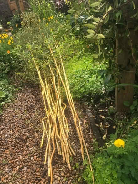 Photo of free Bamboo (Yearly harvest of canes) (Southwick) #2