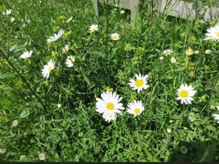 Photo of free Ox Eye Daisies in pot (Wooburn Green, HP10) #1