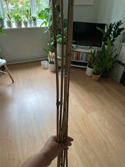Photo of free Bamboo Canes (Streatham SW16) #1