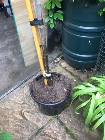 Photo of free Brown Turkey fig tree (SG1 Stevenage) #3