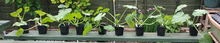 Photo of free Courgette plants (Dunstable LU6) #1