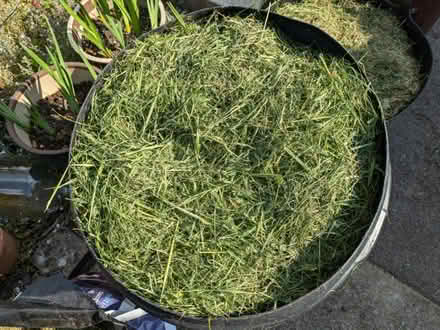 Photo of free Freshly cut grass (GL4) #2