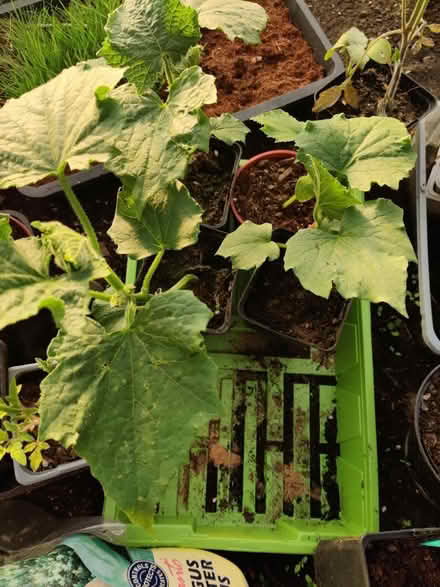 Photo of free 4 x cucumber (marketmore) plants (Cheddington, LU7) #1