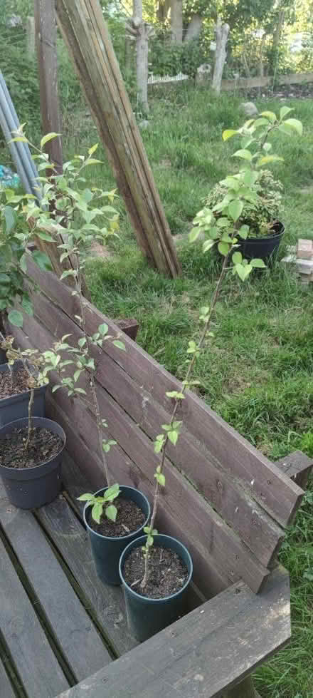 Photo of free 2x crabapple plants (tilshead) #1