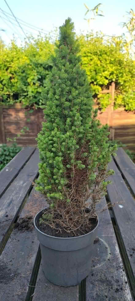 Photo of free conifer/evergreen tree (tilshead) #1