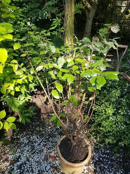 Photo of free Evergreen shrub (Sheffield 2) #1