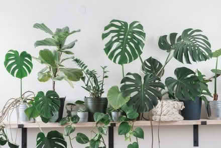 Photo of Houseplants & Ceramic Pots (Nuneaton CV11) #1