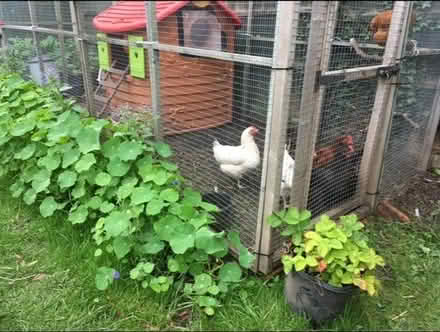 Photo of free Chicken run bundle (Liverpool L16) #2