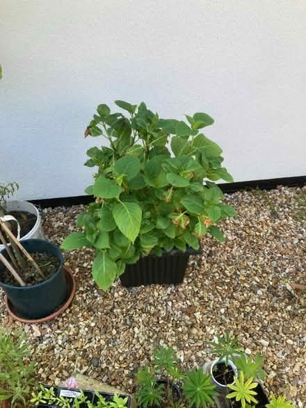 Photo of free Mop head hydrangea (Nether Kellet LA6) #1