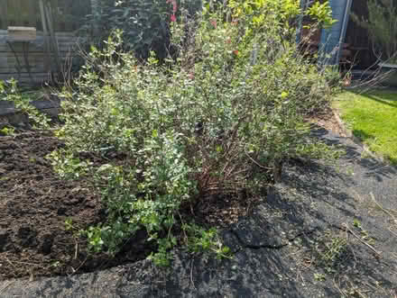 Photo of free Evergreen shrub (High Green S35) #1