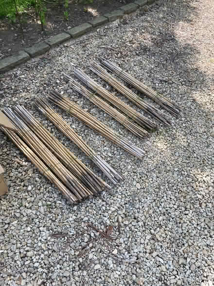 Photo of free Spiral hedge guards (WR13 Berrow) #2
