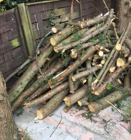 Photo of free Logs (Littleover - DE23) #1